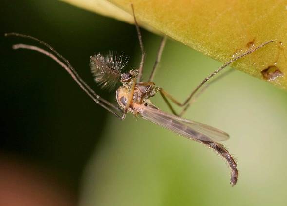 《ビワコムシ》実はいい虫、琵琶湖で、この季節に大量に発生する虫「ビワコムシ」とは？まとめ